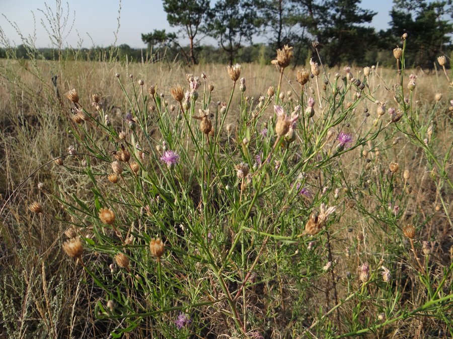 Image of Centaurea borysthenica specimen.