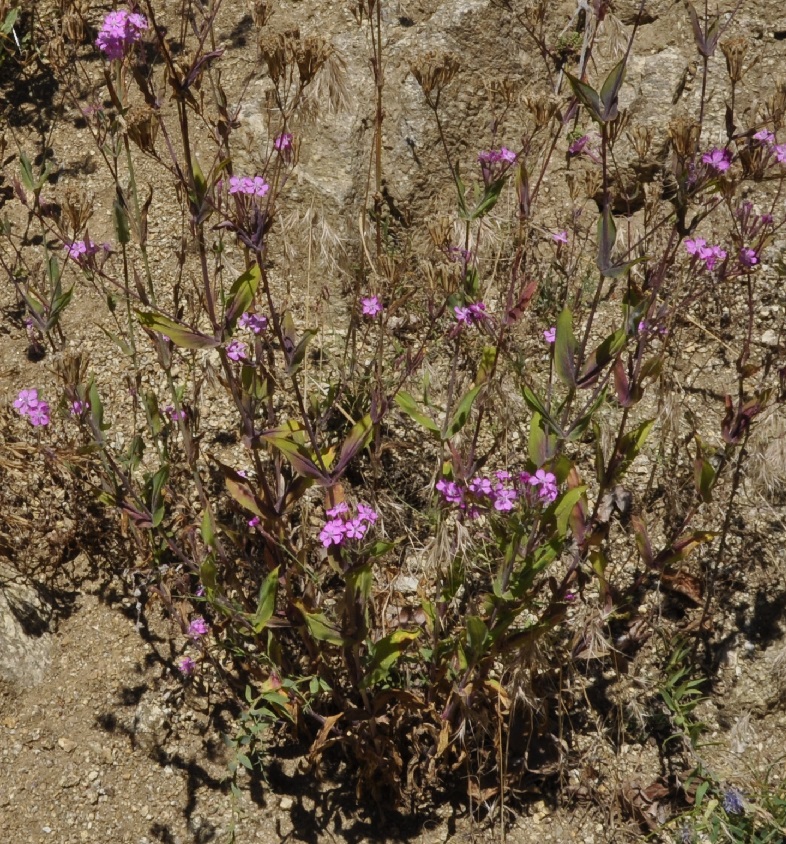 Image of Silene armeria specimen.