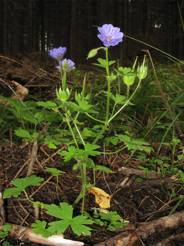 Image of Geranium bohemicum specimen.