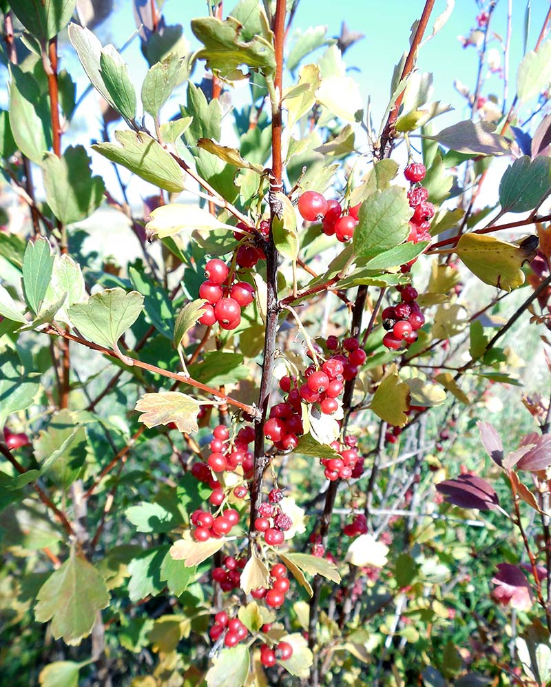 Image of Ribes diacantha specimen.