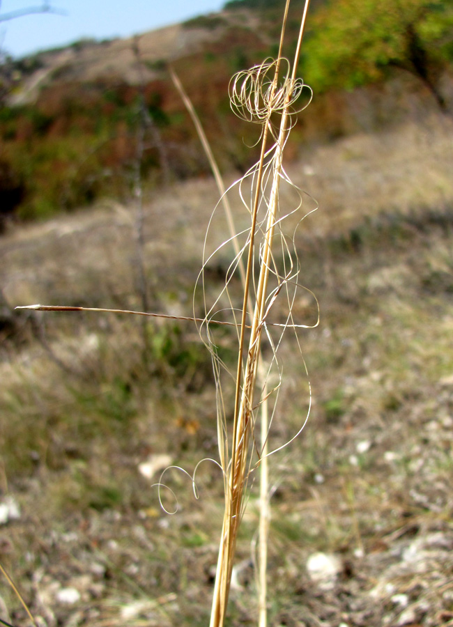 Image of Stipa capillata specimen.