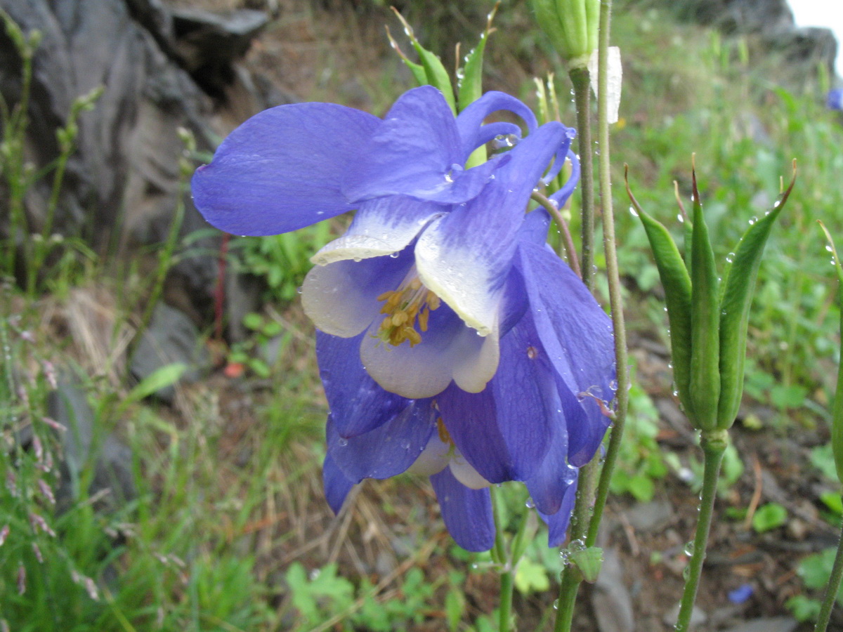 Image of Aquilegia sibirica specimen.