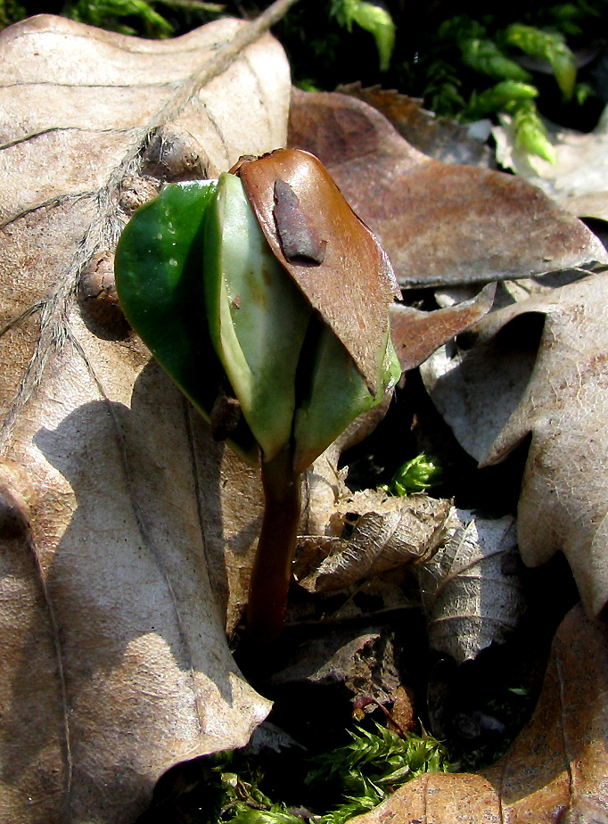 Image of Fagus orientalis specimen.