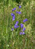 Campanula persicifolia