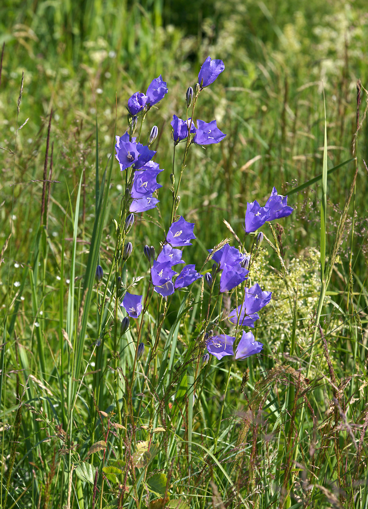 Image of Campanula persicifolia specimen.