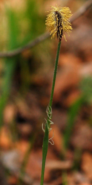 Изображение особи Carex campylorhina.