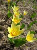 Tulipa berkariensis