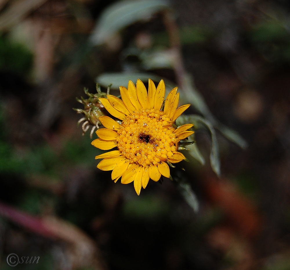 Image of Grindelia squarrosa specimen.