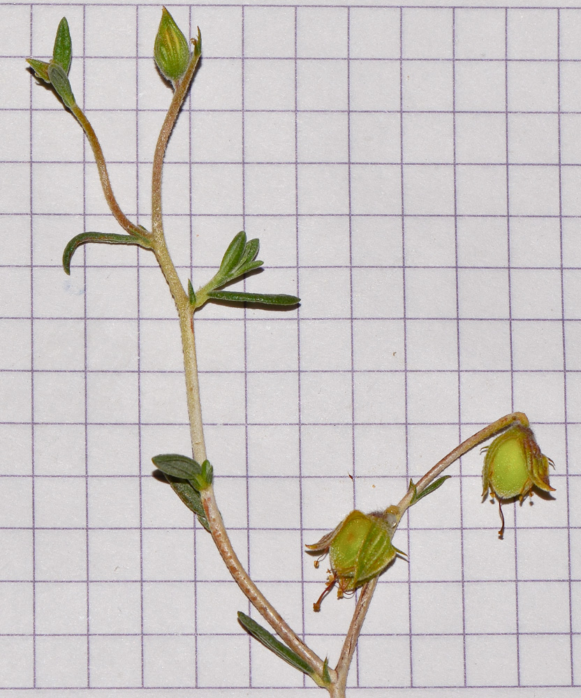 Image of Helianthemum sancti-antonii specimen.