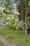 Amelanchier spicata