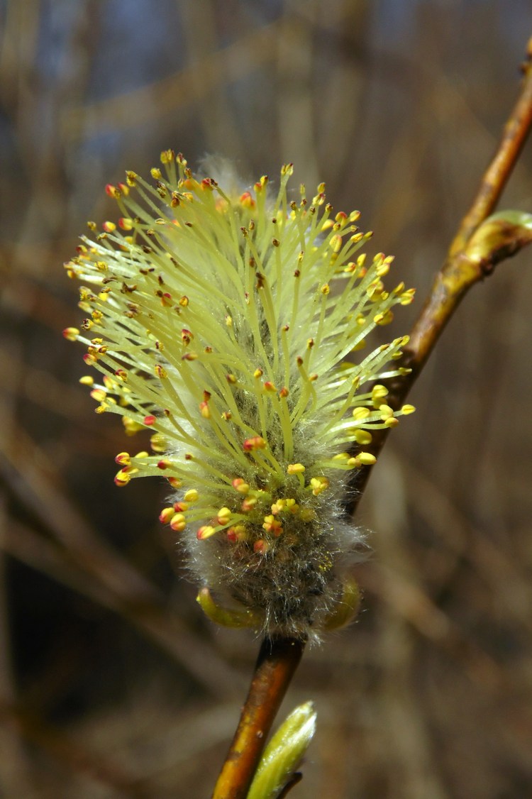 Изображение особи Salix phylicifolia.