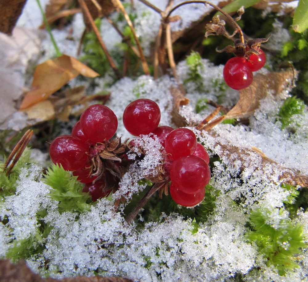 Image of Rubus saxatilis specimen.