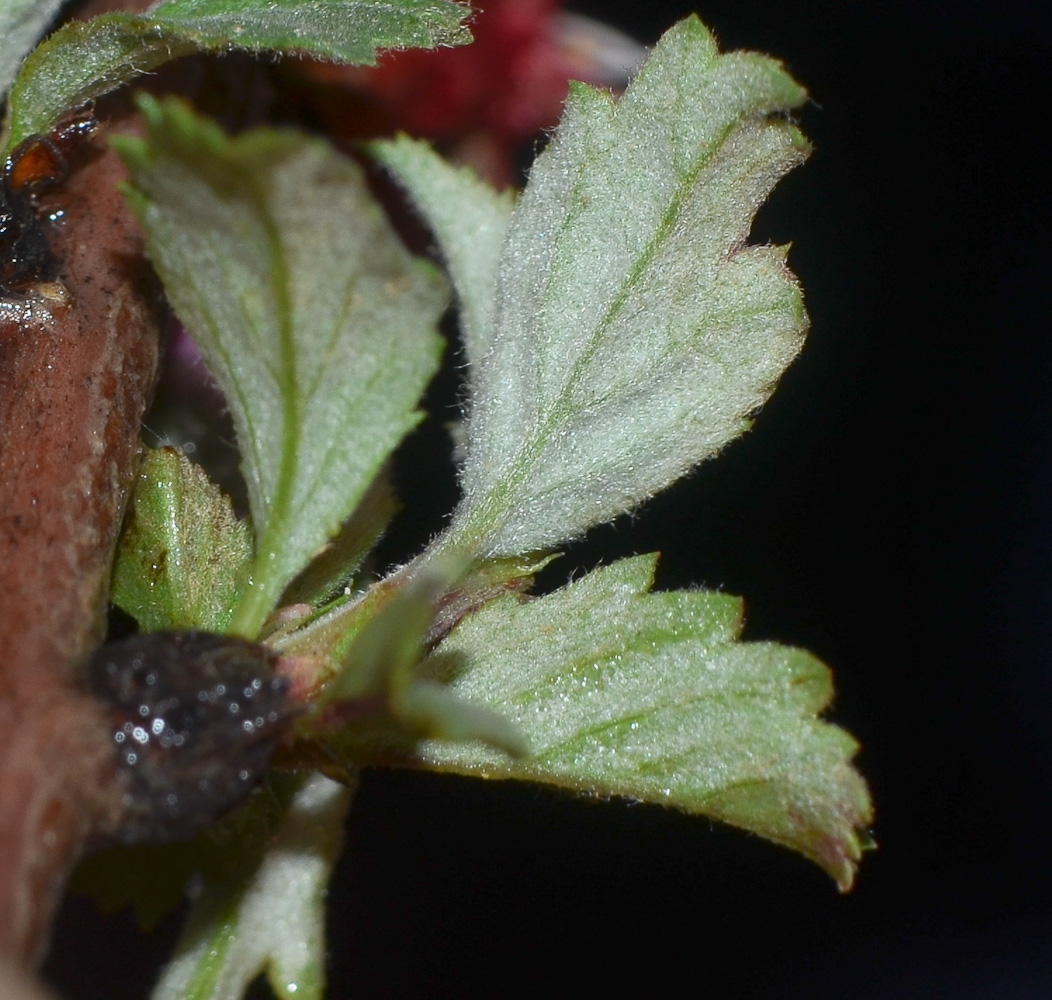 Image of Cerasus prostrata specimen.