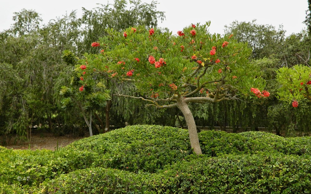 Изображение особи Erythrina crista-galli.