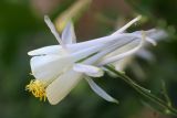 Aquilegia tianschanica. Цветок. Узбекистан, Ташкентская обл., зап. отроги Чаткальского хр., гора Бол. Чимган, ущ. Аксая. 27.06.2015.