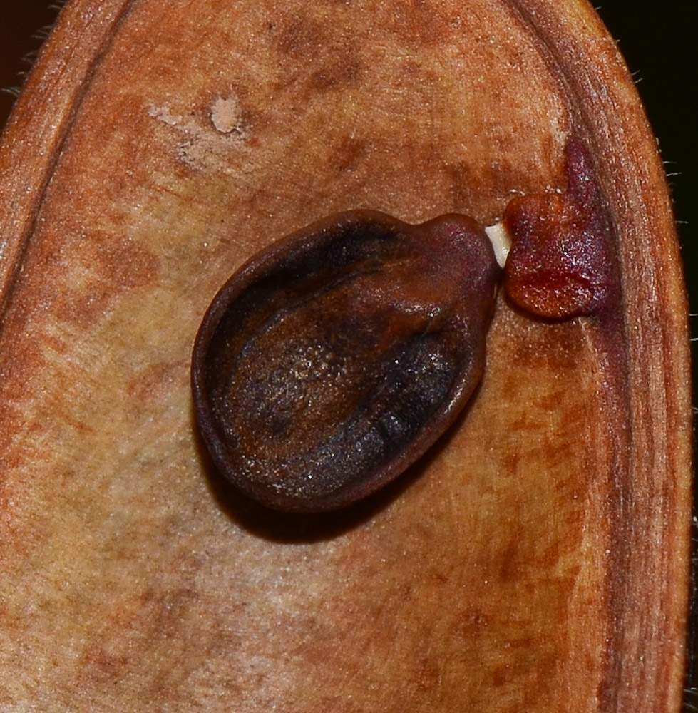 Image of Calliandra haematocephala specimen.