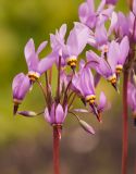 Dodecatheon meadia. Соцветие. Мурманск, МГГУ, в культуре. 27.06.2014.