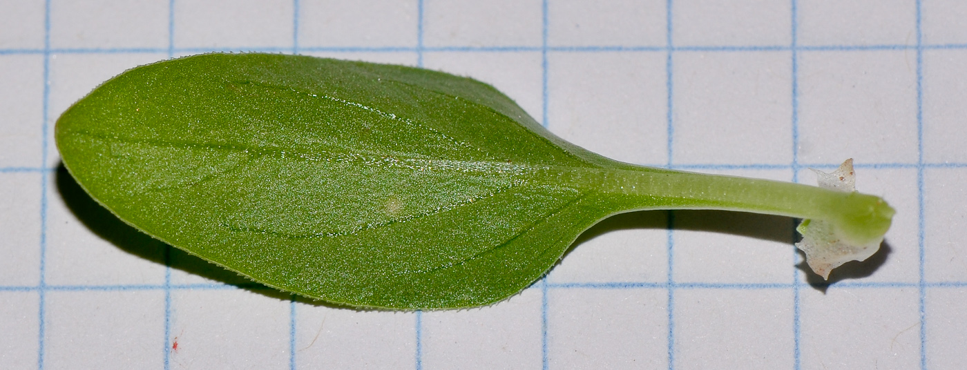 Изображение особи Theligonum cynocrambe.