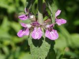 Stachys palustris. Часть стебля с цветками и листьями. Восточный Казахстан, Уланский р-н, окр. с. Украинка, берег пересыхающей речки. 20.06.2015.