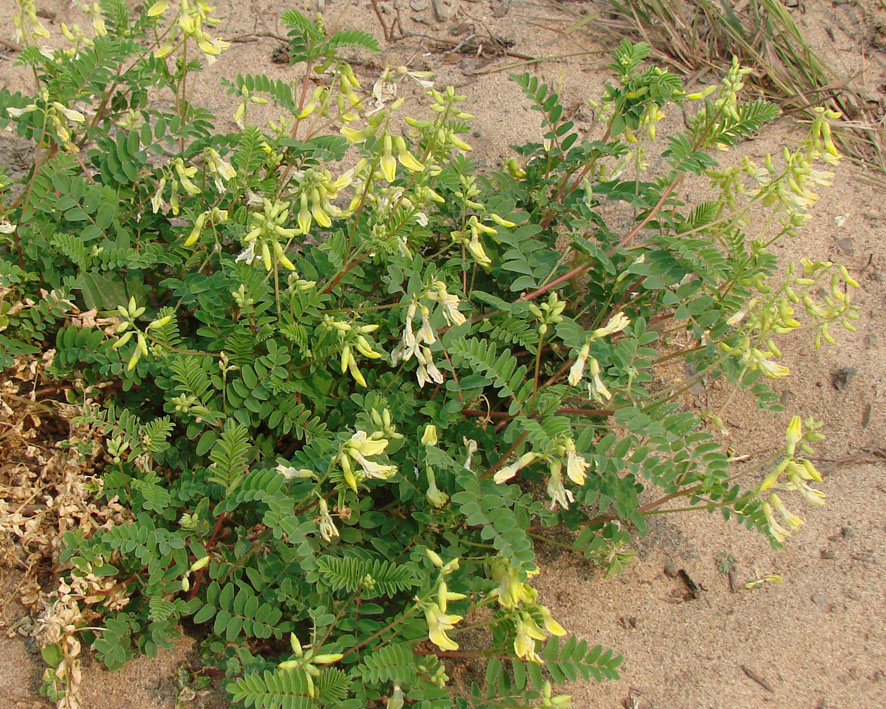 Изображение особи Astragalus membranaceus.
