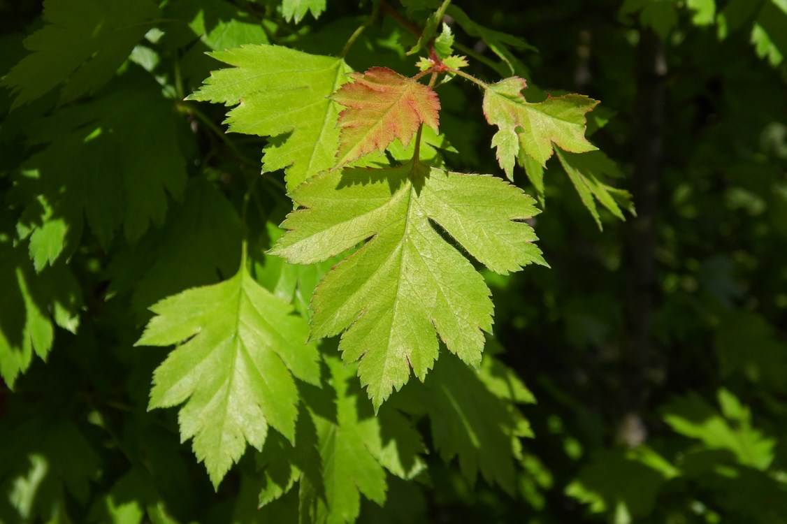 Image of Crataegus rhipidophylla specimen.