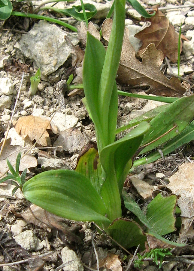 Изображение особи Ophrys mammosa.