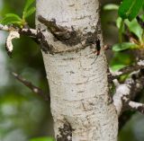 Rhamnus lycioides