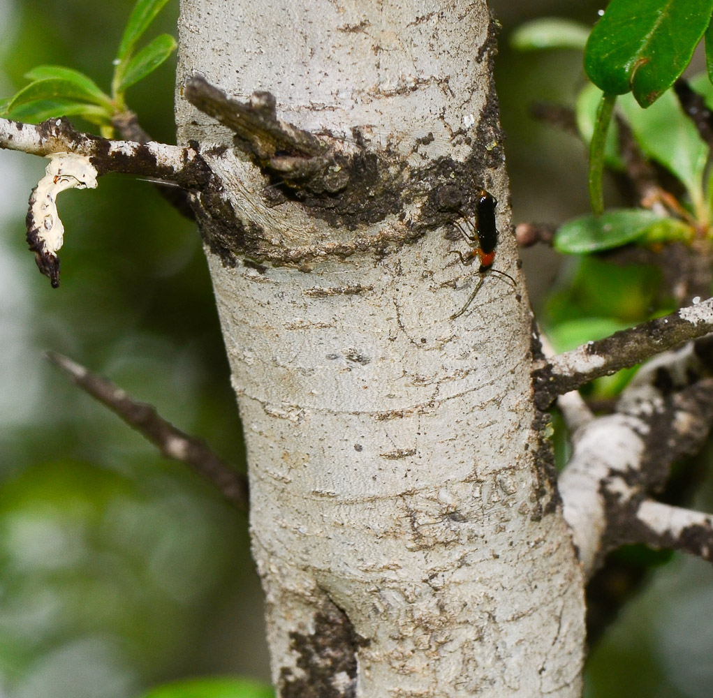 Image of Rhamnus lycioides specimen.