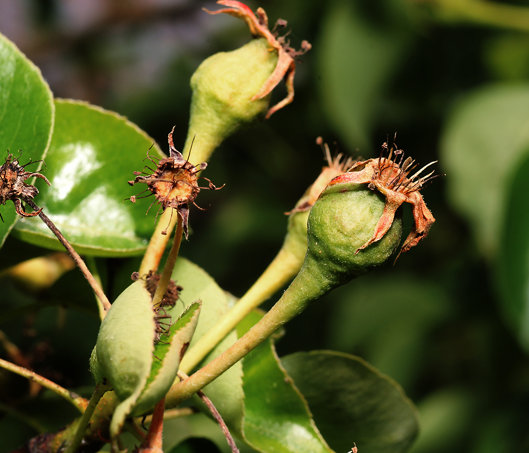 Изображение особи Pyrus communis.