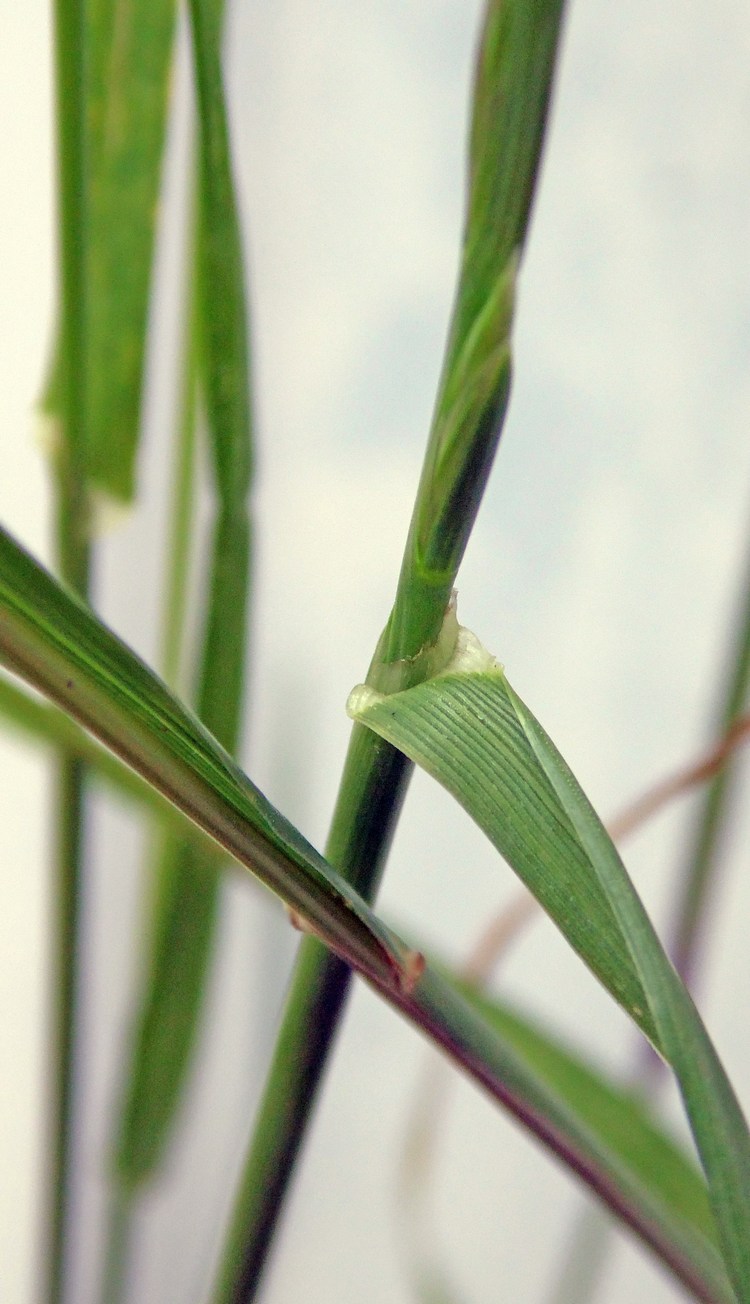 Image of Lolium perenne specimen.