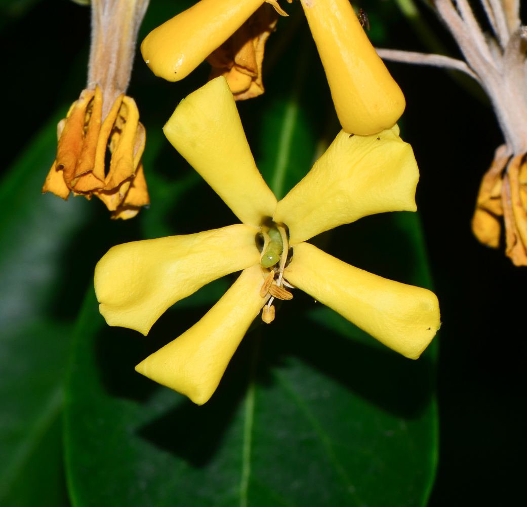 Изображение особи Hymenosporum flavum.