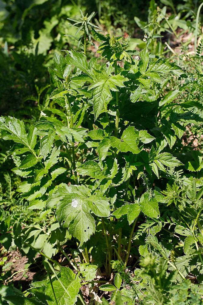 Image of Serratula coronata specimen.