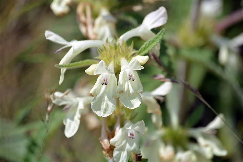 Image of Betonica nivea specimen.