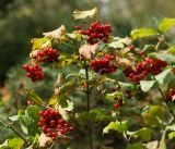 Viburnum opulus