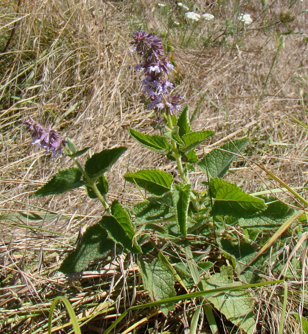 Image of Salvia verticillata specimen.