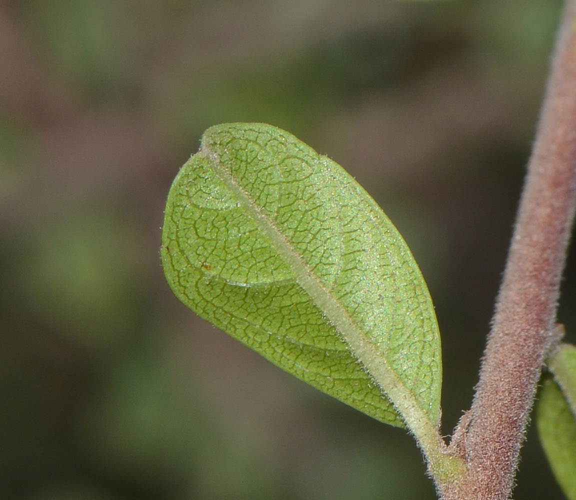 Изображение особи Rhamnus lycioides.