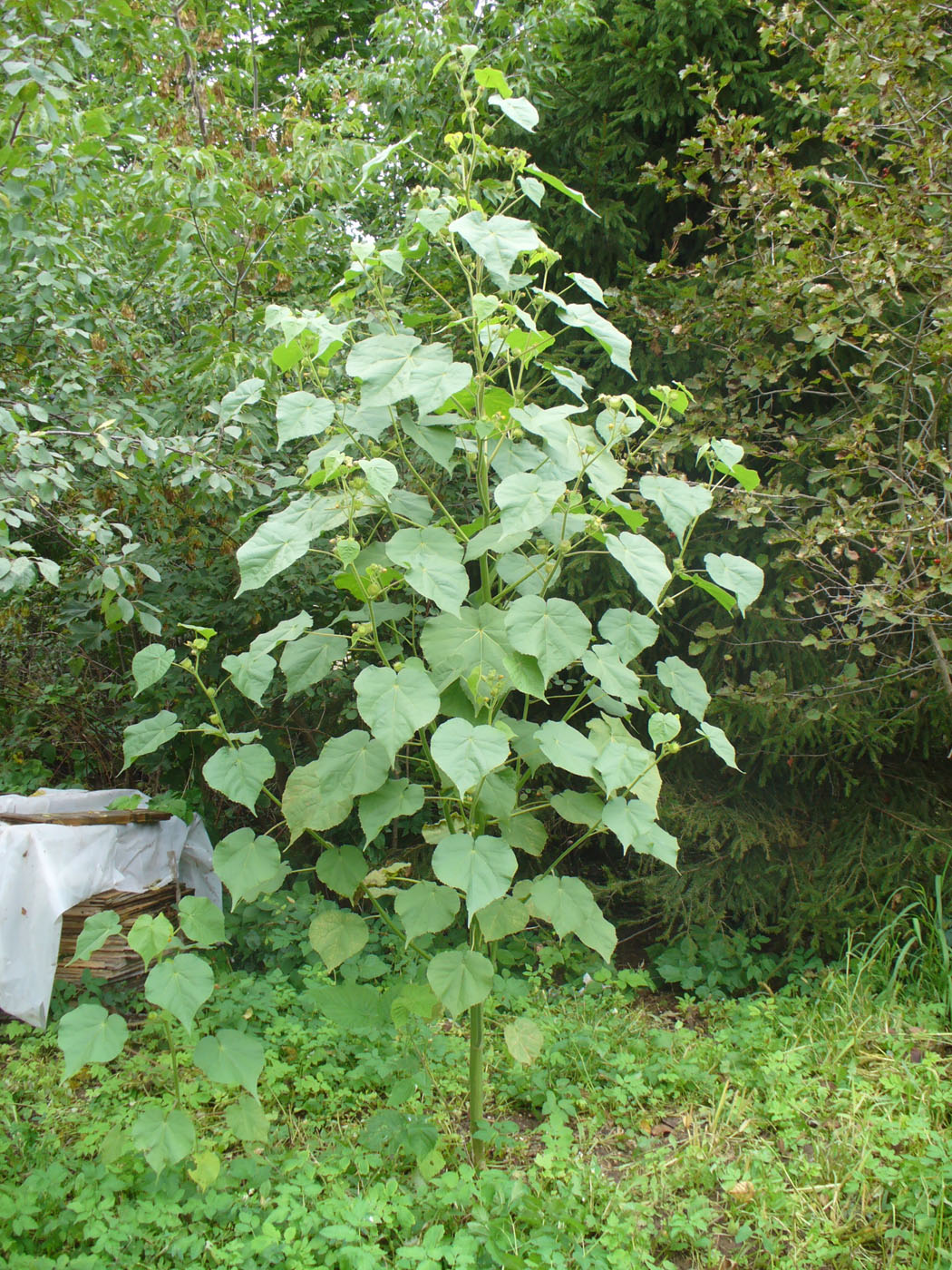 Image of Abutilon theophrasti specimen.