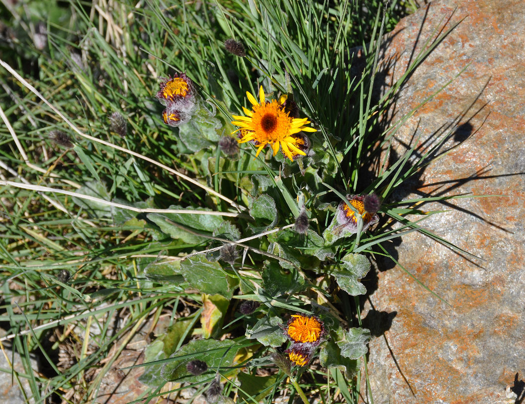 Image of Tephroseris karjaginii specimen.