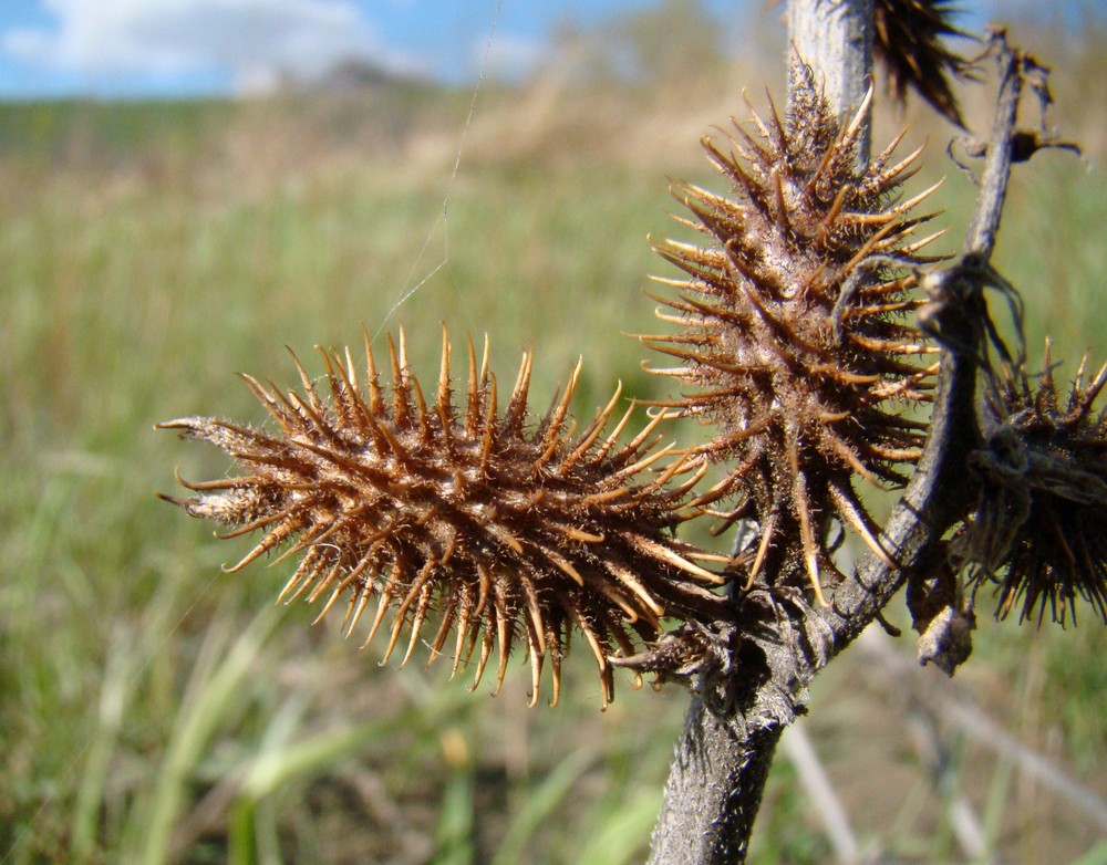 Image of Xanthium orientale specimen.