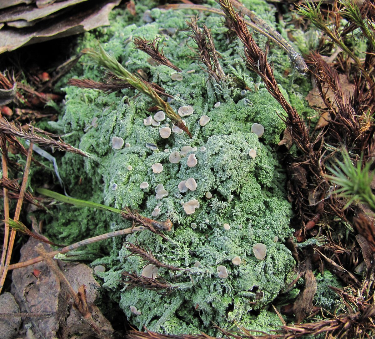 Image of Icmadophila ericetorum specimen.