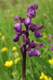 Anacamptis morio