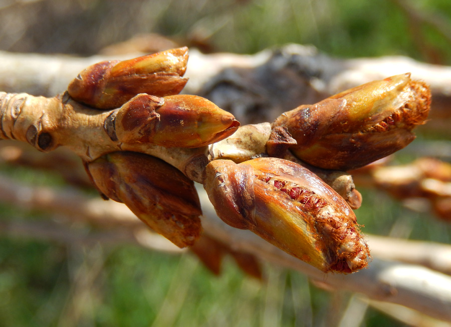 Image of Populus italica specimen.