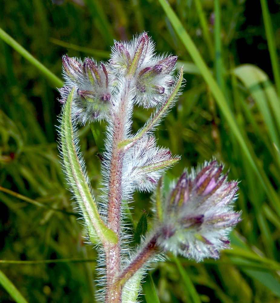 Image of Anchusa azurea specimen.