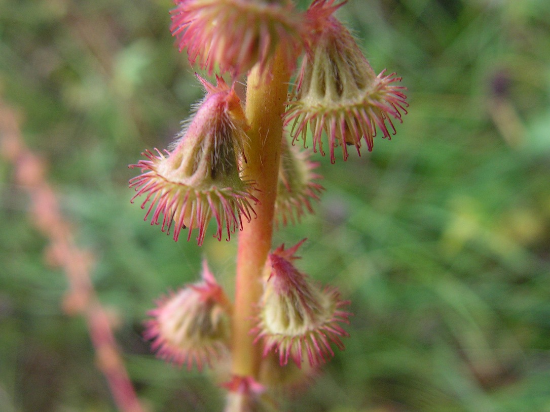 Image of Agrimonia eupatoria specimen.