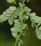 Phyllanthus amarus