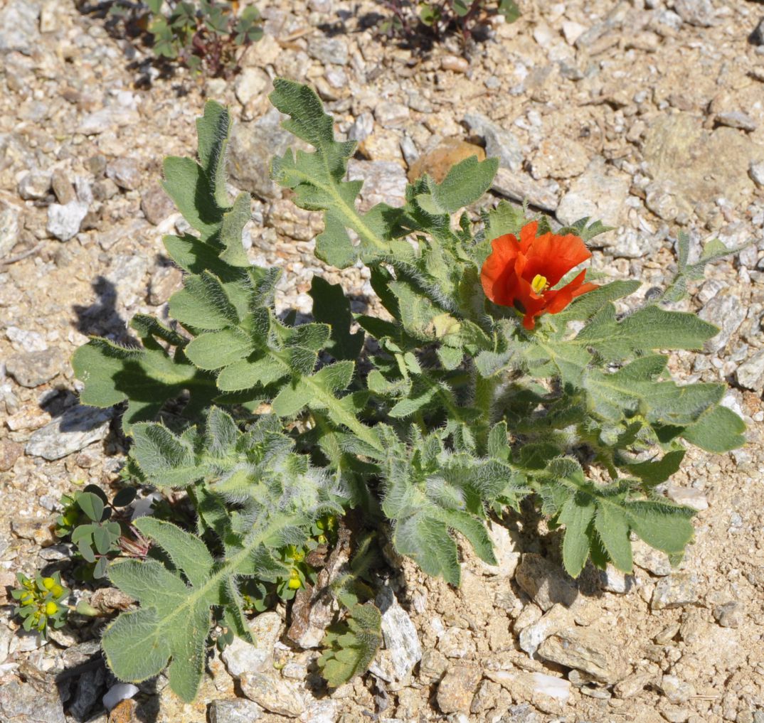 Image of Glaucium corniculatum specimen.