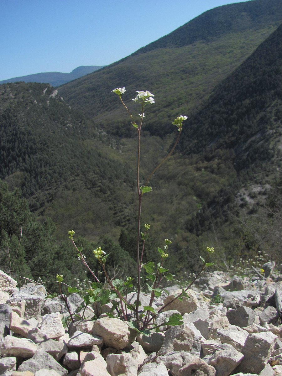 Image of Sobolewskia sibirica specimen.