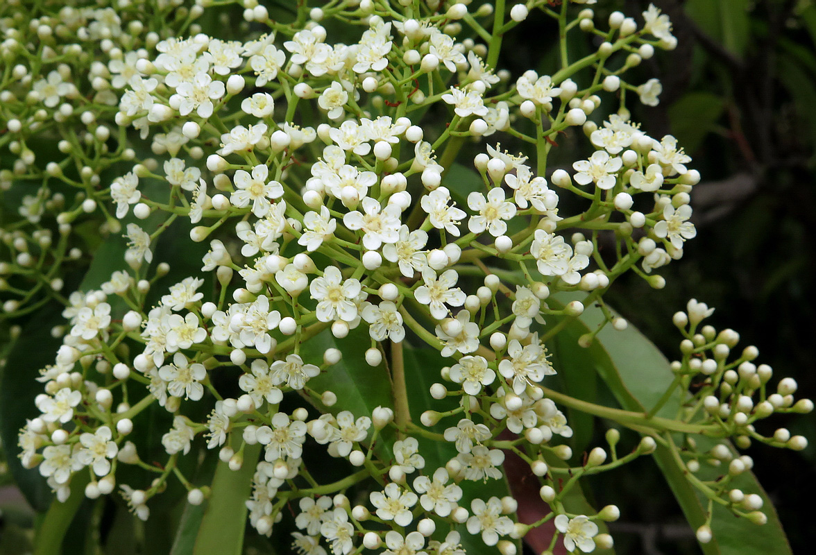 Изображение особи Photinia serratifolia.