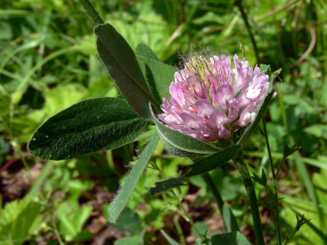 Изображение особи Trifolium pratense.