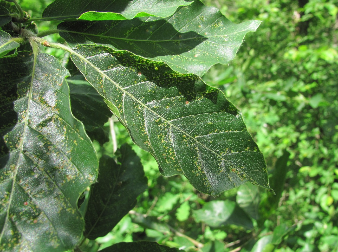 Изображение особи Fagus orientalis.